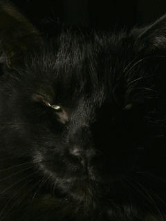Ma Zozo en gif